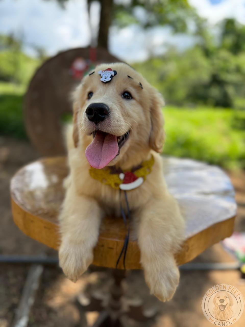Golden Retriever Filhote 2