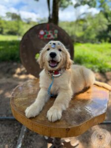 Golden Retriever Filhote 3