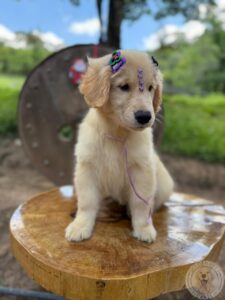 Golden Retriever Filhote 1